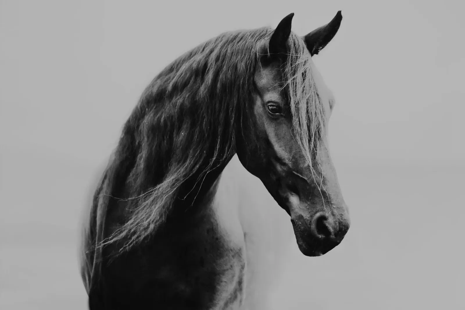 Through the fog | Horse shapes-Kollektion carta hahnemühle da unequinesouls