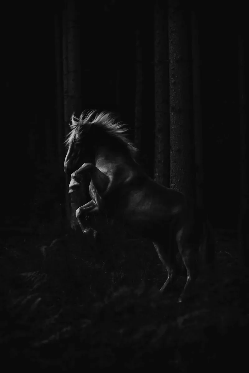 Out of the dark | Horse shapes-Kollektion carta hahnemühle da unequinesouls
