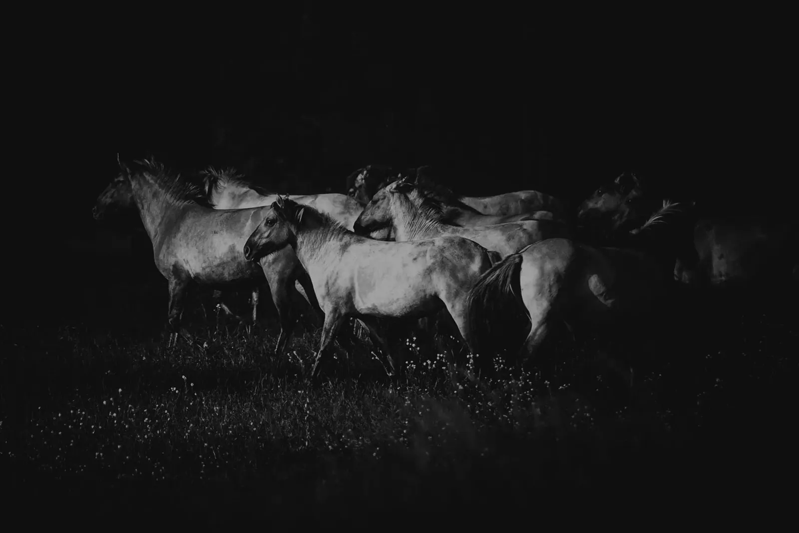 Cohesion | Wild guardians-Kollektion carta hahnemühle da unequinesouls