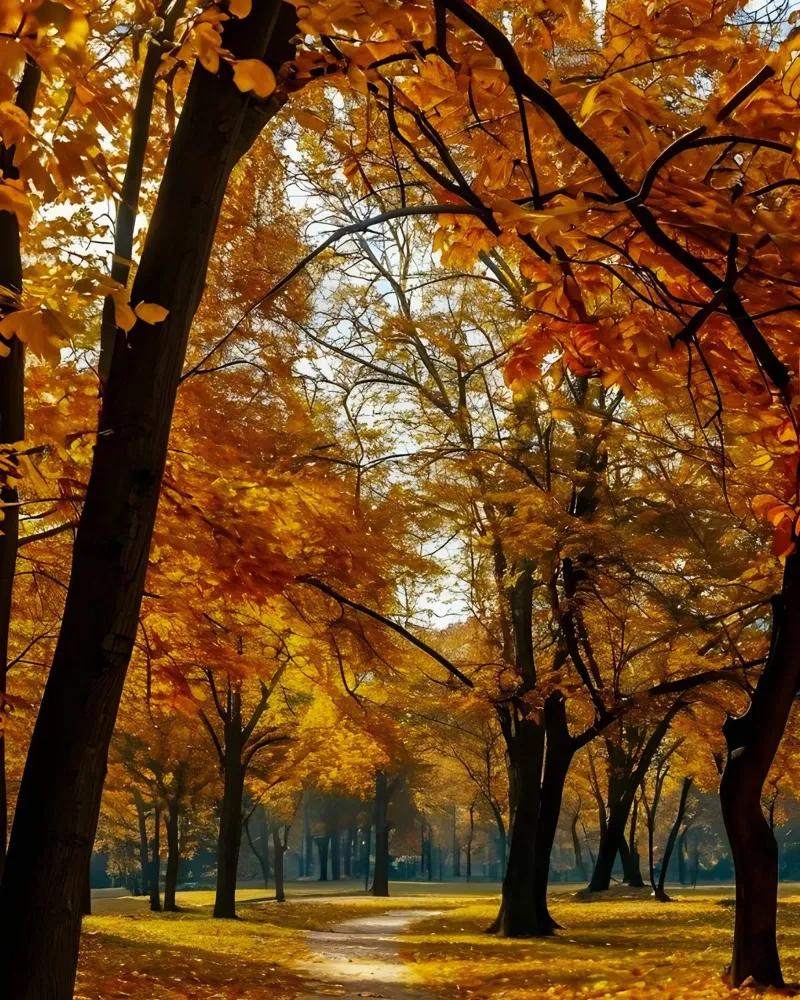 Arco d'autunno pellicola backlit da Pixel Boy