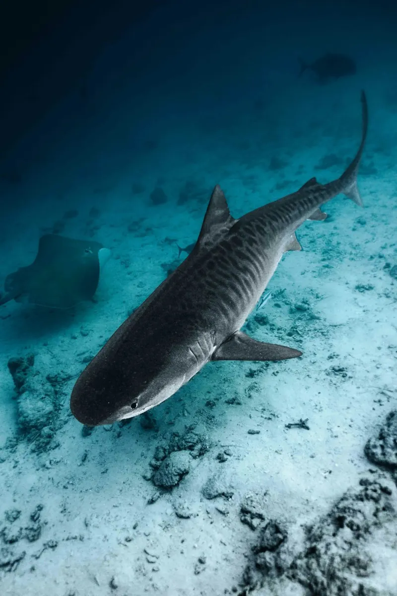 shark inside the ocean tela da juli