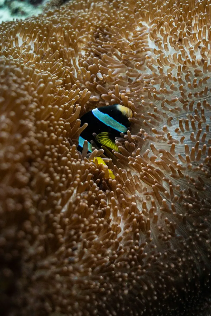 fish lying in the sea plexiglass da juli