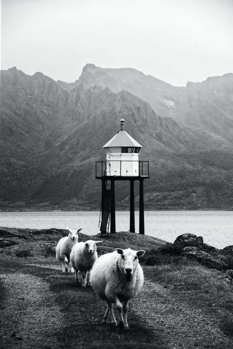 Three sheep on the Lofoten Islands pellicola backlit da Fjöllart