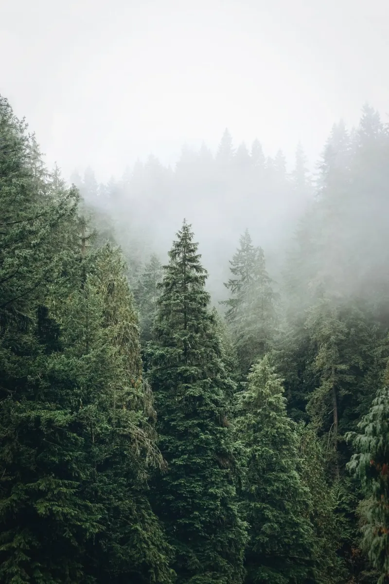 Vancouver, Canada I Foresta di abeti in una nebbia mistica pellicola backlit da Julie Travel Photography