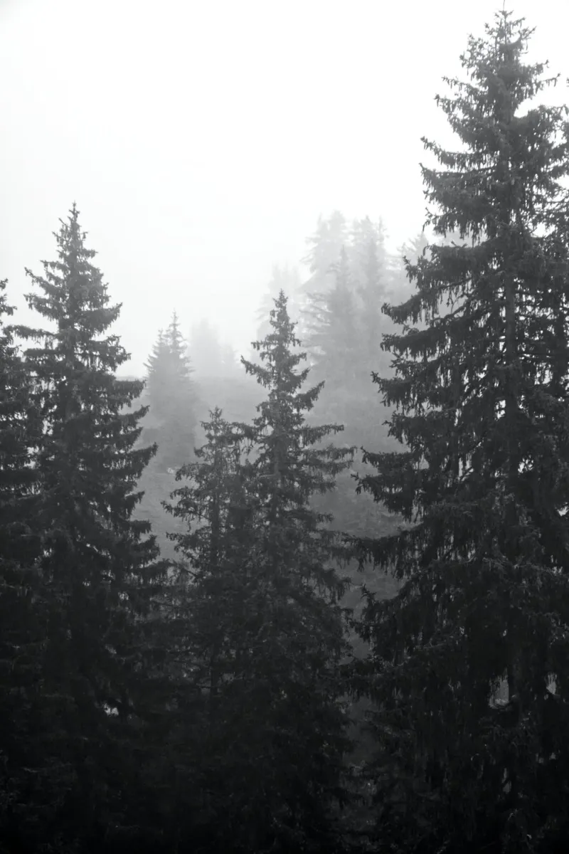 Foggy coniferous forest carta hahnemühle da Fjöllart