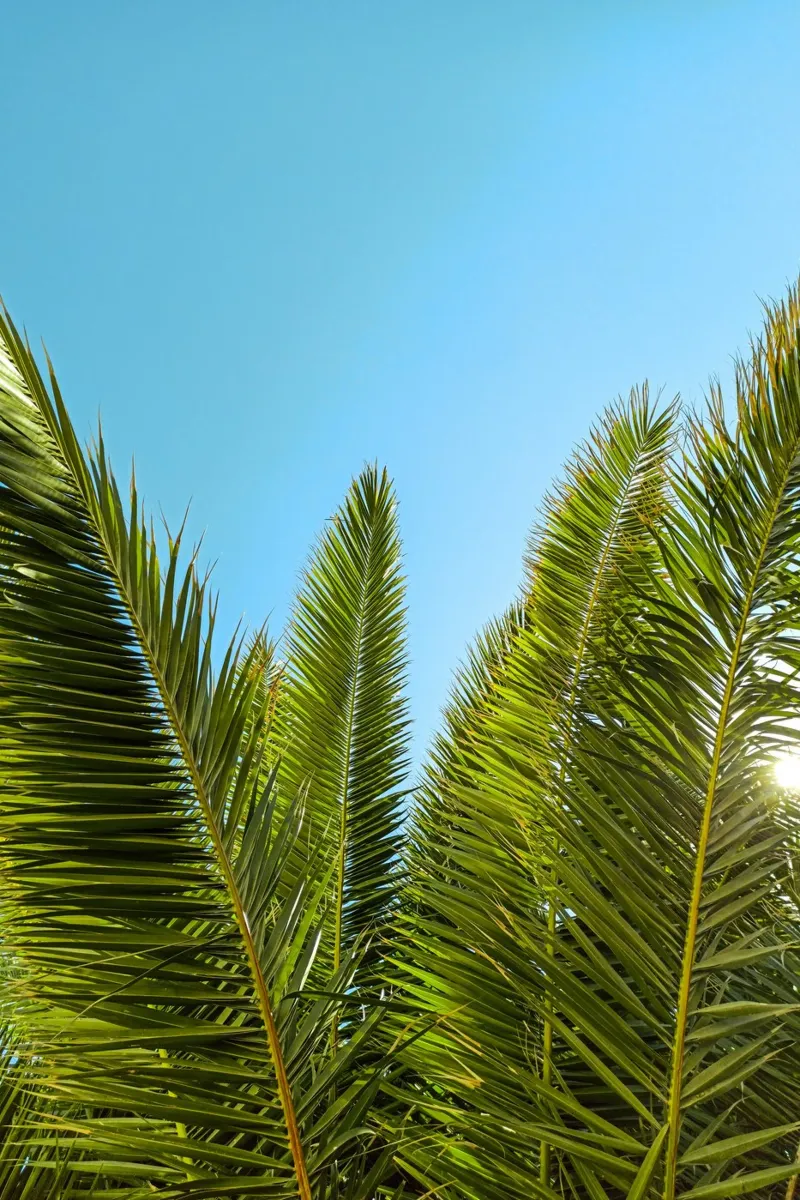Palm leaves against the sun acrylic glass by Fjöllart