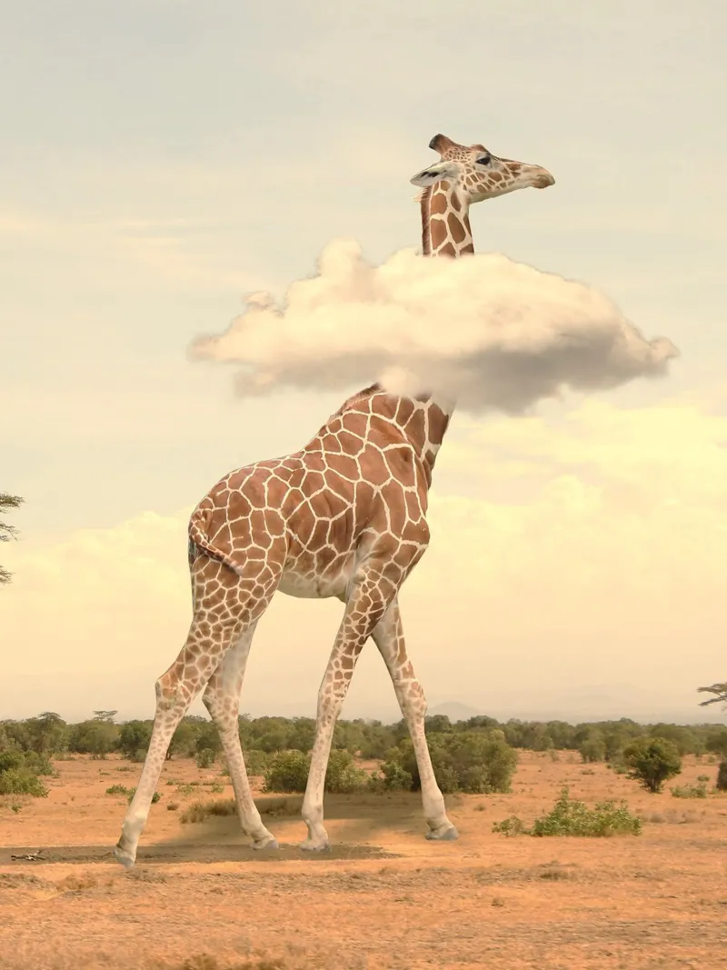 giraffe cloud carta hahnemühle da scoten