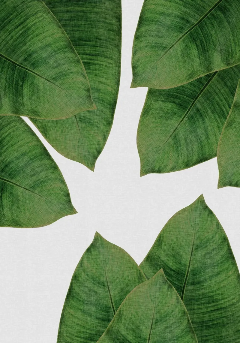 Banana Leaf I pellicola backlit da Orara Studio