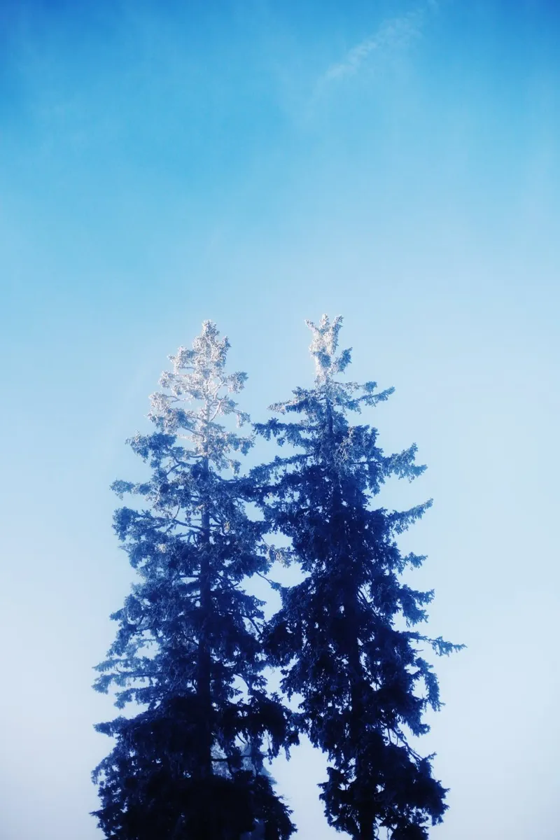 Abeti in inverno, Feldberg (Baden Württemberg) alluminio dibond da atmospheric pictures