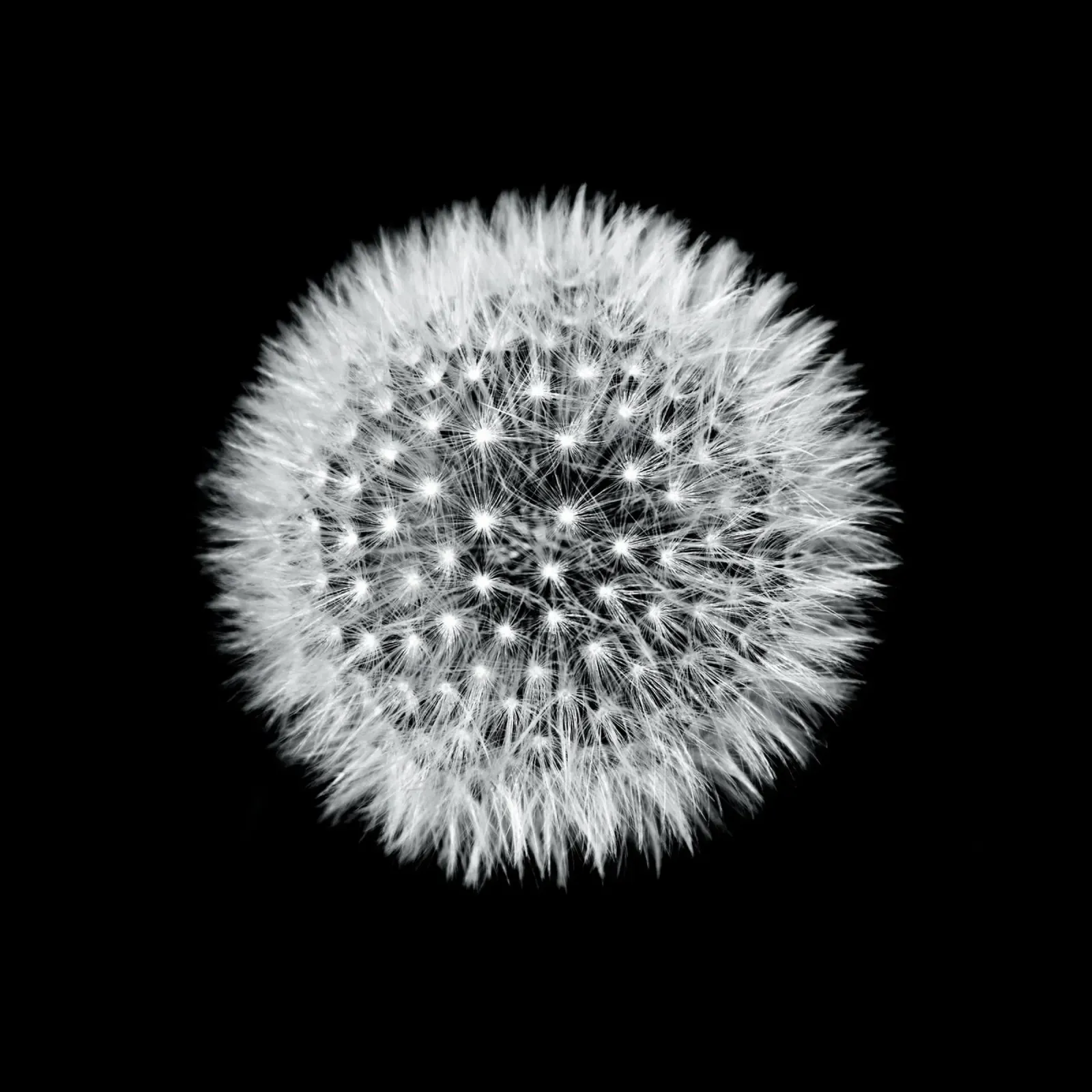 Pusteblume (Löwenzahn) pellicola backlit da Fjöllart
