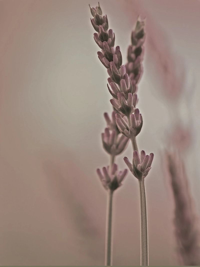 Zwei Lavendel Zweige Leinwand von Something for you