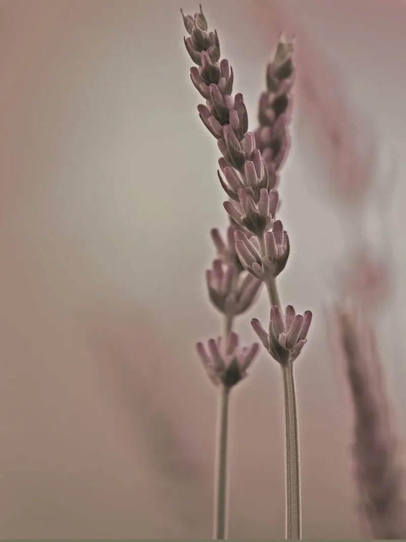 Due rametti di lavanda pellicola backlit da Something for you