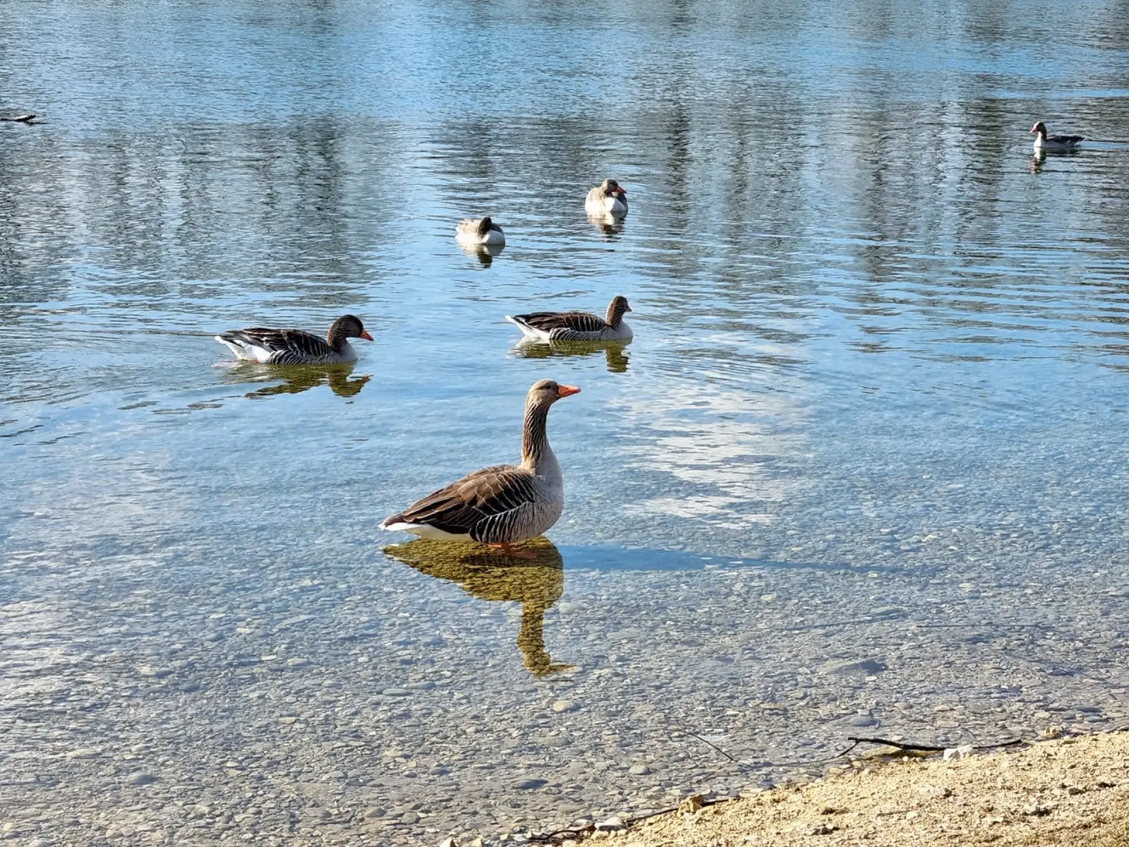Oche e anatre sul lago carta hahnemühle da dava