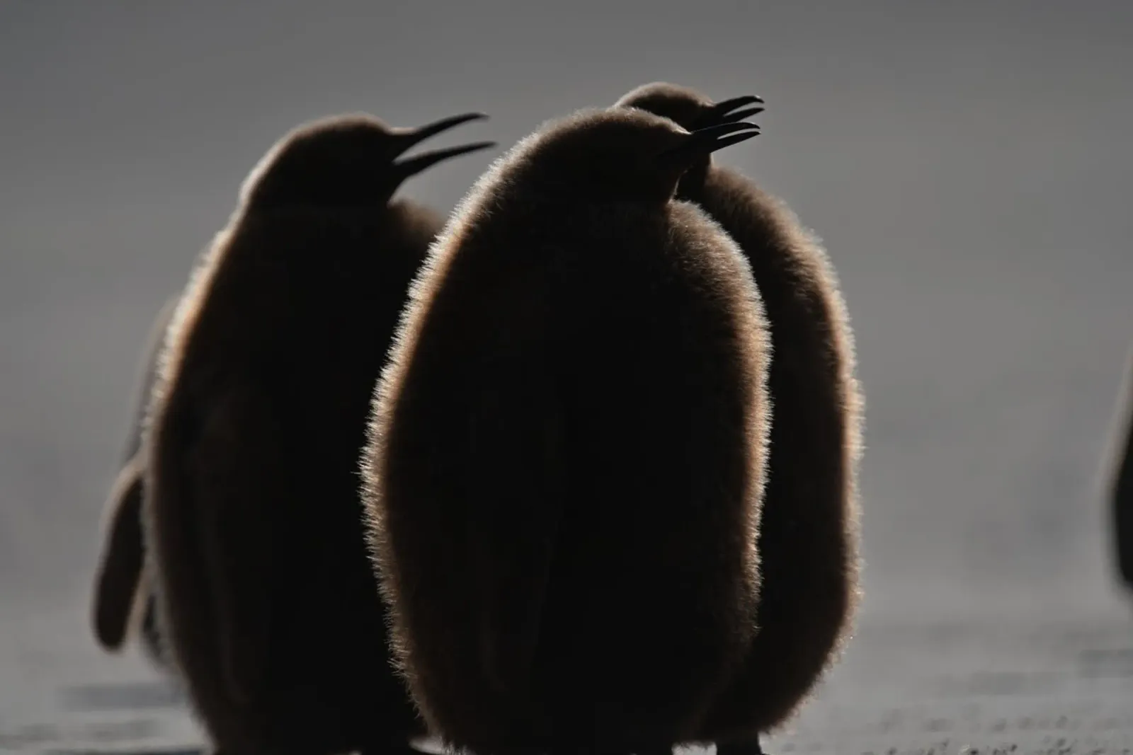 Soffici cuccioli di pinguino reale sulla spiaggia alluminio dibond da DiveDuke