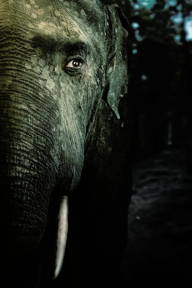 Wir sind Tiere - Elefant hahnemühle by Tupho