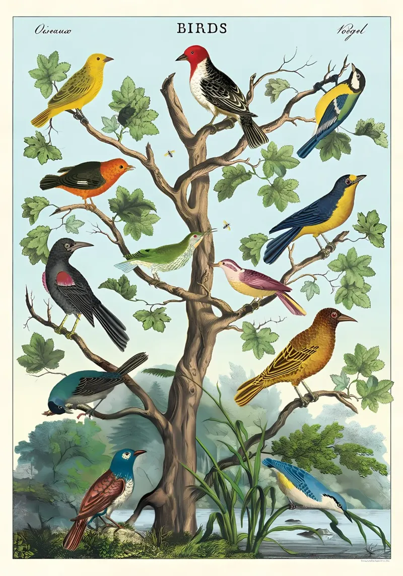 Uccelli carta hahnemühle da Zoe Watson