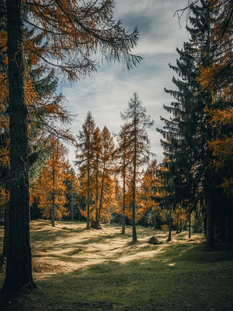 Herbstliche Lärchen in der Schweiz Poster von mbgraphx2