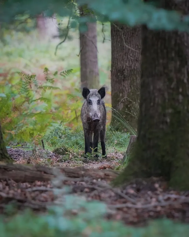 Cinghiale carta hahnemühle da Tom's Wildlife