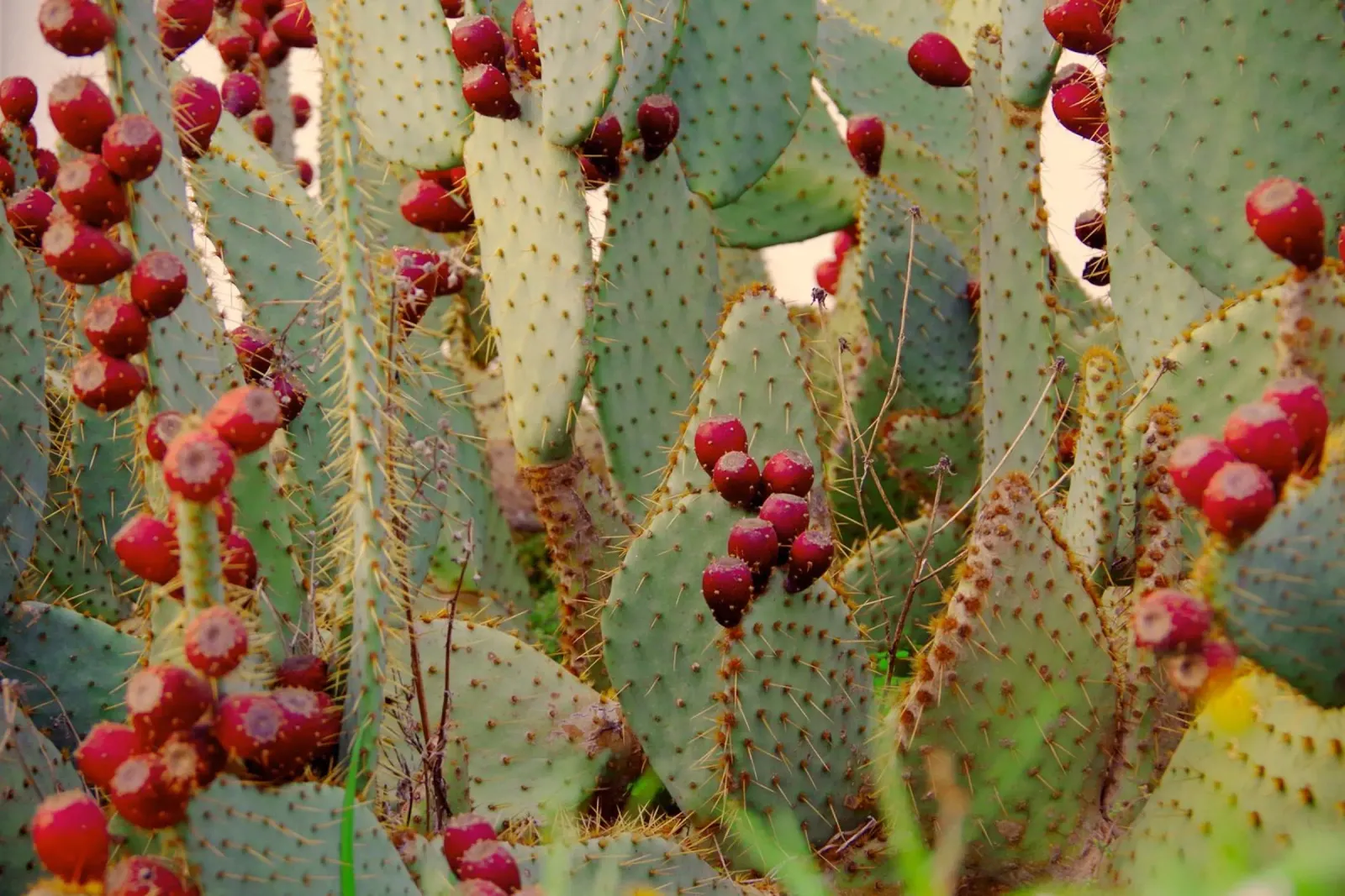 Cactus with prickly pears pellicola backlit da Fjöllart