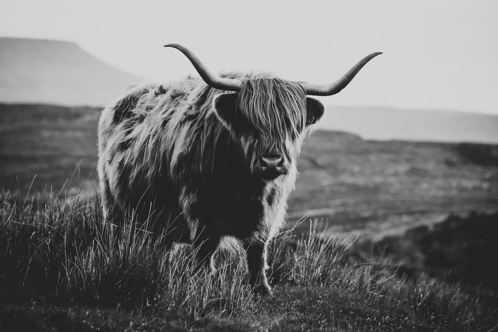 Scottish Highland Cattle acrylic glass by susea
