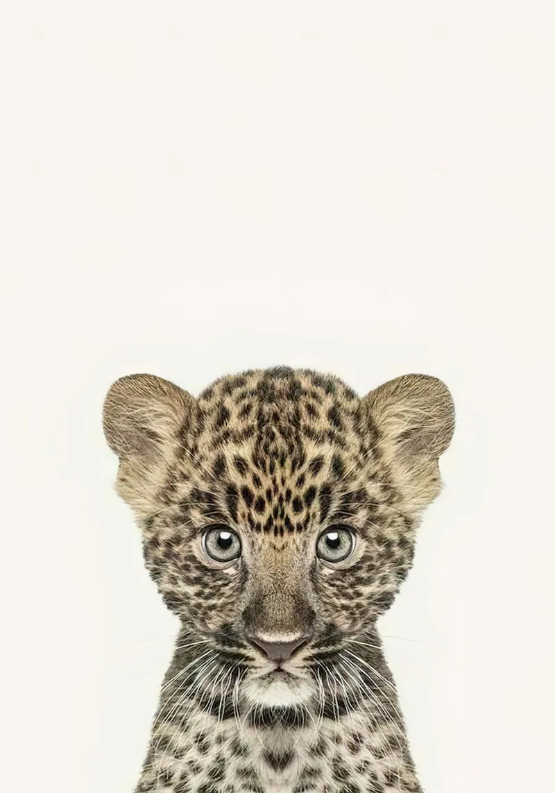 Bambino leopardo pellicola backlit da Emil Art Studio