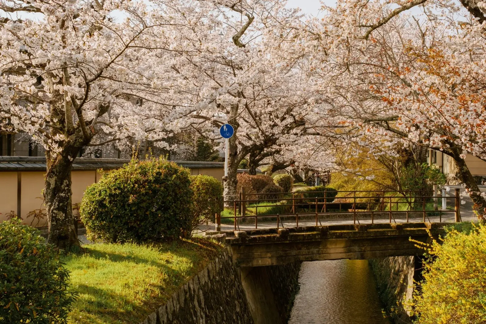 Ponte dei ciliegi in fiore a Kyoto, Giappone pellicola backlit da mbgraphx2