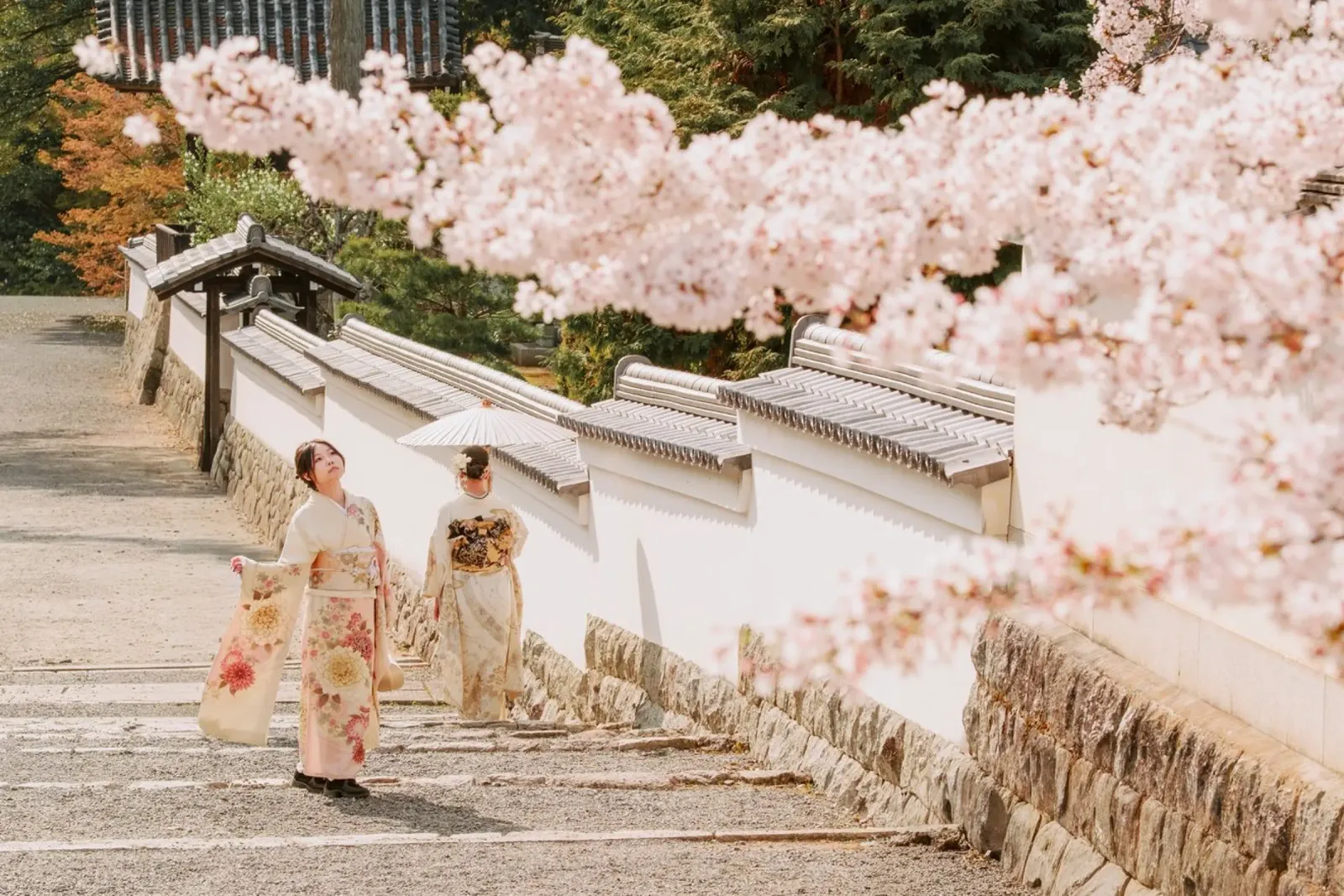 Geisha dei ciliegi in fiore a Kyoto, Giappone pellicola backlit da mbgraphx2