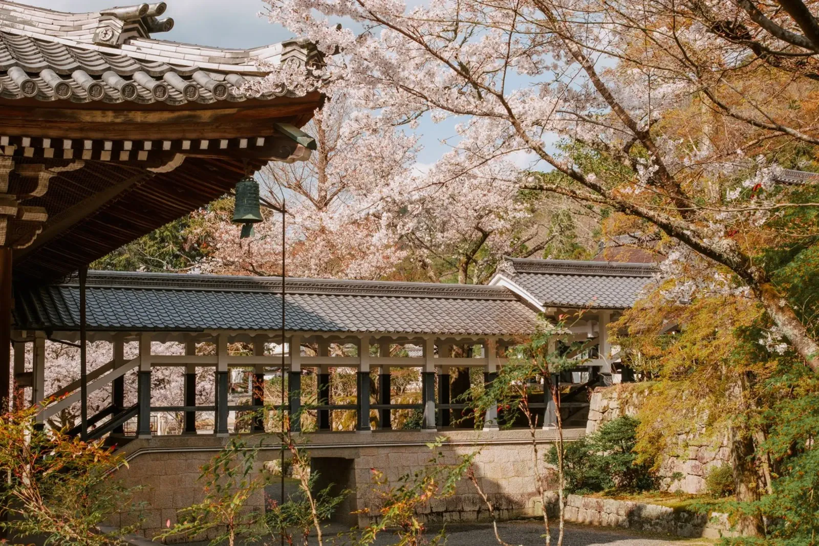 Tempio dei ciliegi in fiore a Kyoto, Giappone pannello forex da mbgraphx2