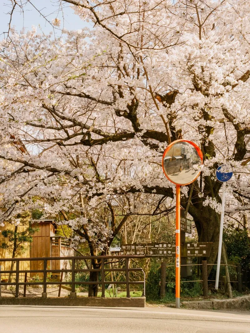 La via dei ciliegi in fiore a Kyoto, Giappone pannello forex da mbgraphx2