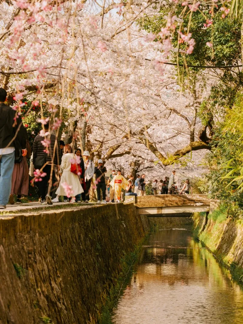 Canale dei ciliegi in fiore a Kyoto, Giappone alluminio dibond da mbgraphx2