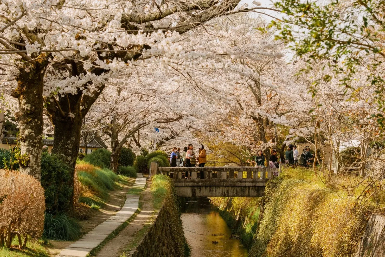 Canale dei ciliegi in fiore a Kyoto pellicola backlit da mbgraphx2