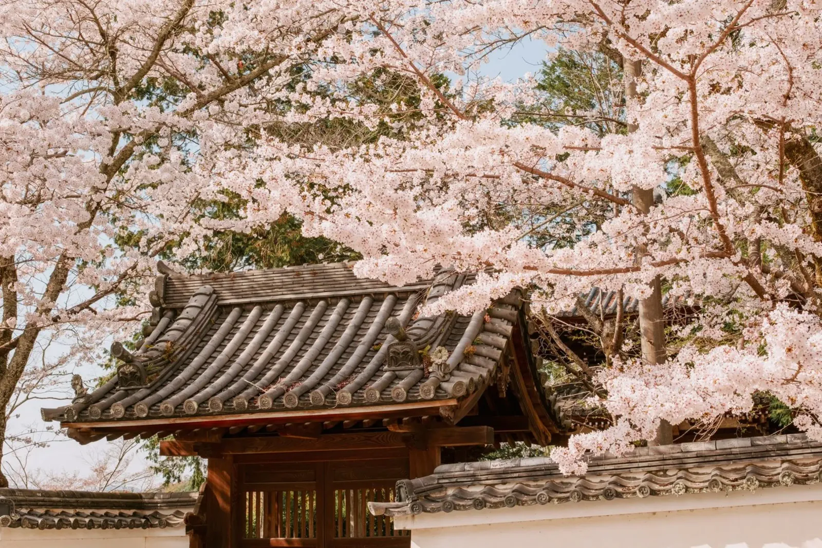 Tetto del tempio dei ciliegi in fiore a Kyoto, Giappone pannello forex da mbgraphx2