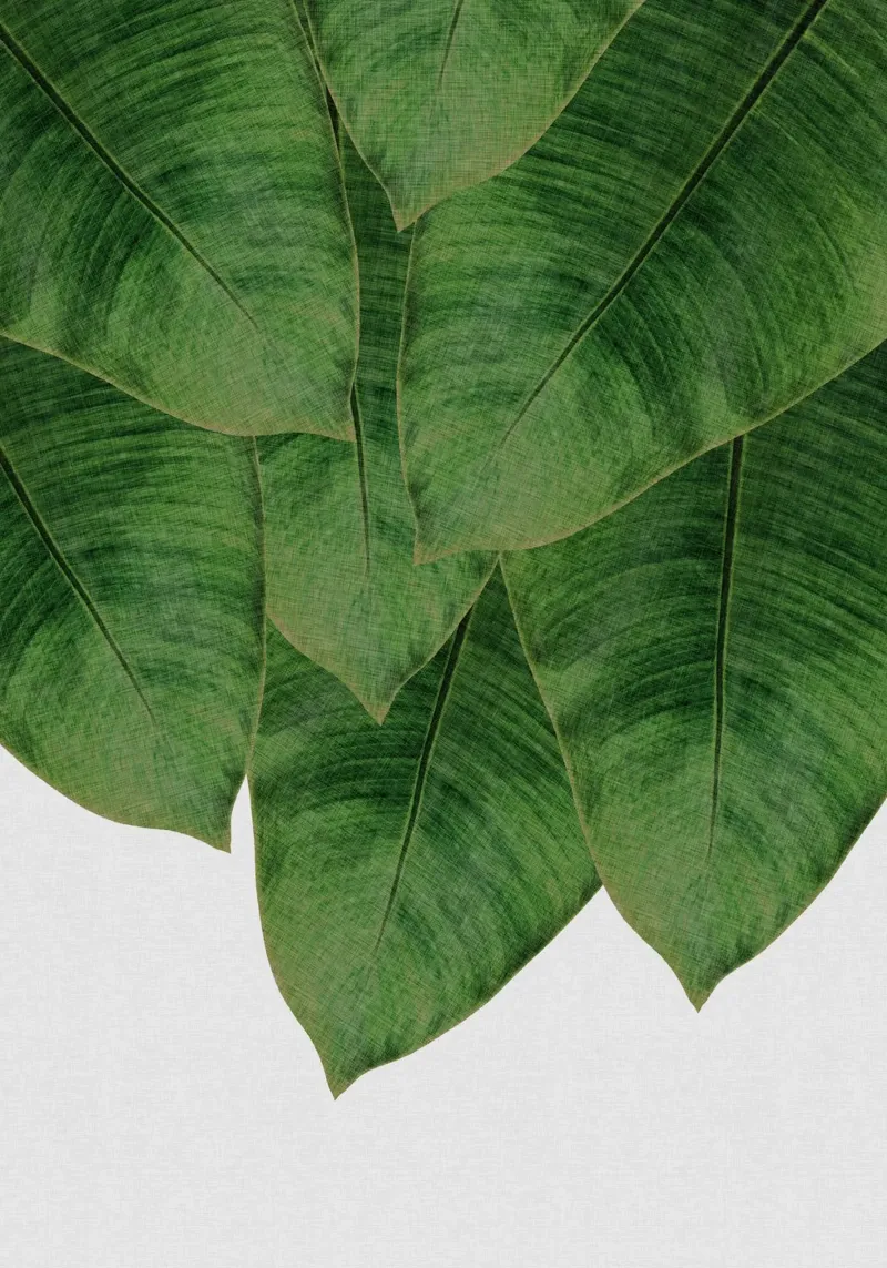 Banana Leaf III poster by Orara Studio