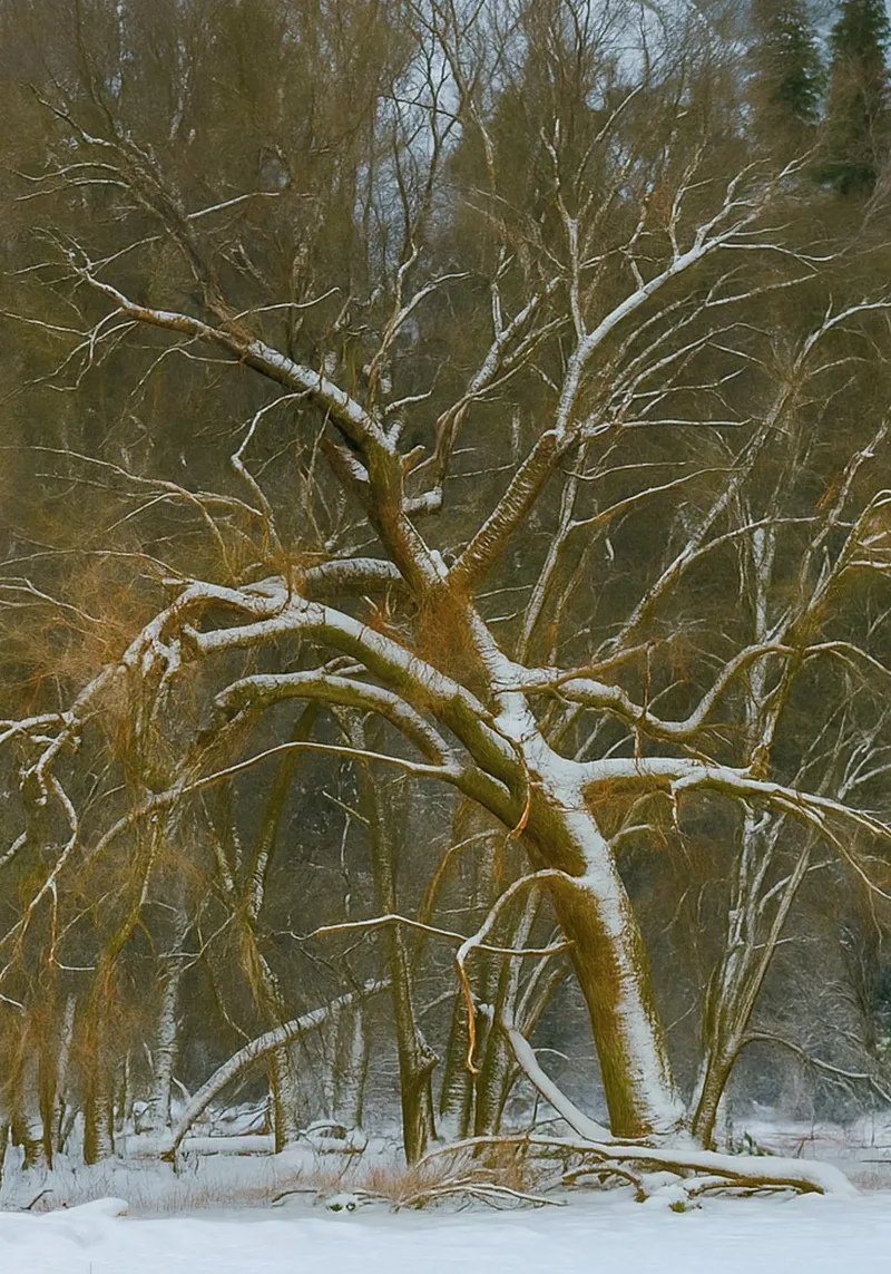 alberi secchi ai margini della foresta pellicola backlit da PASMING