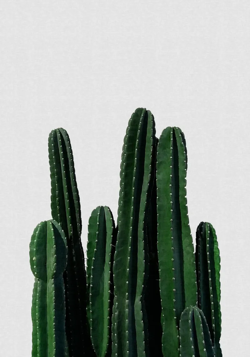Cactus I pellicola backlit da Orara Studio