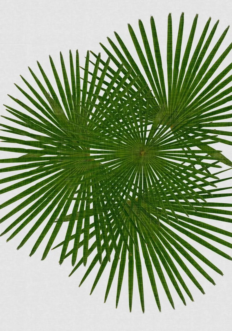 Fan Palm canvas with Floater frame by Orara Studio