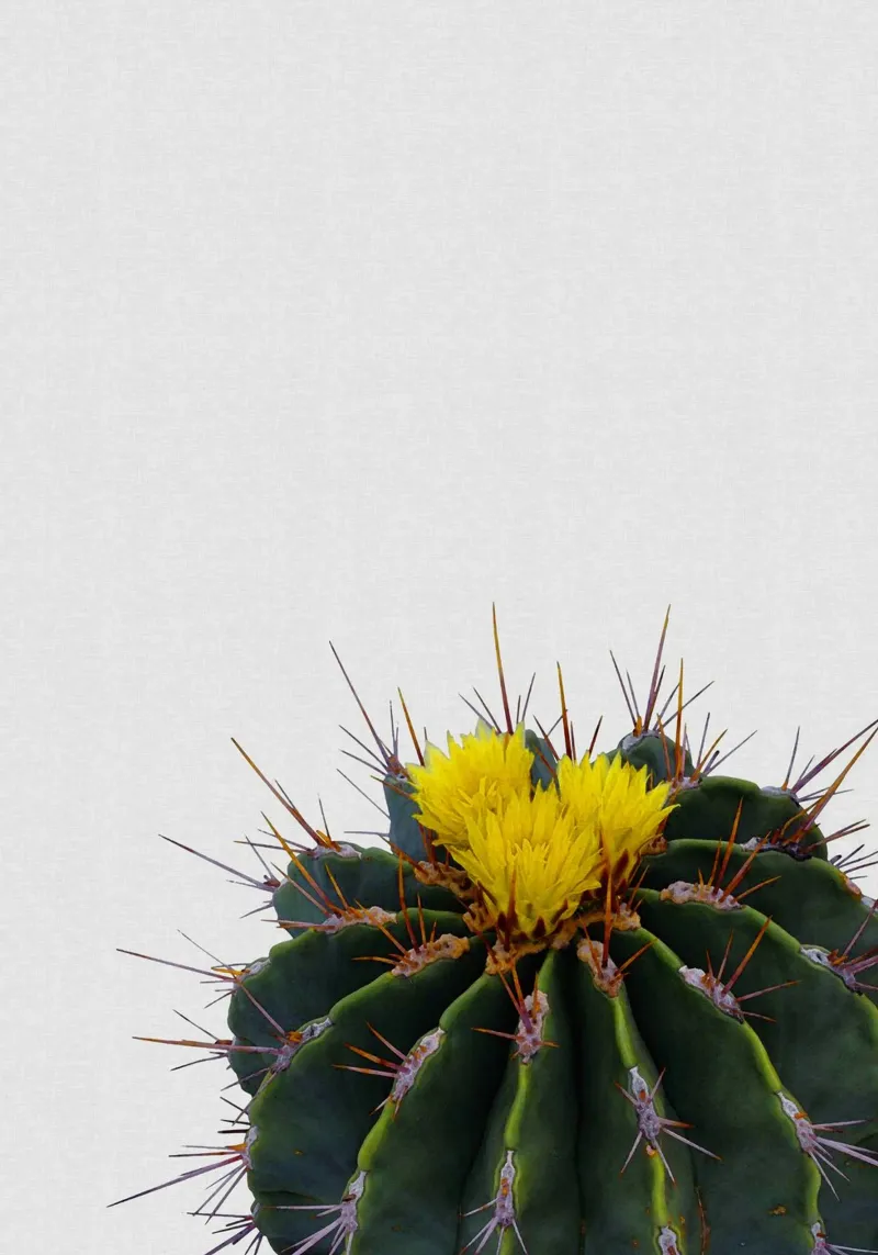 Cactus Flower canvas by Orara Studio