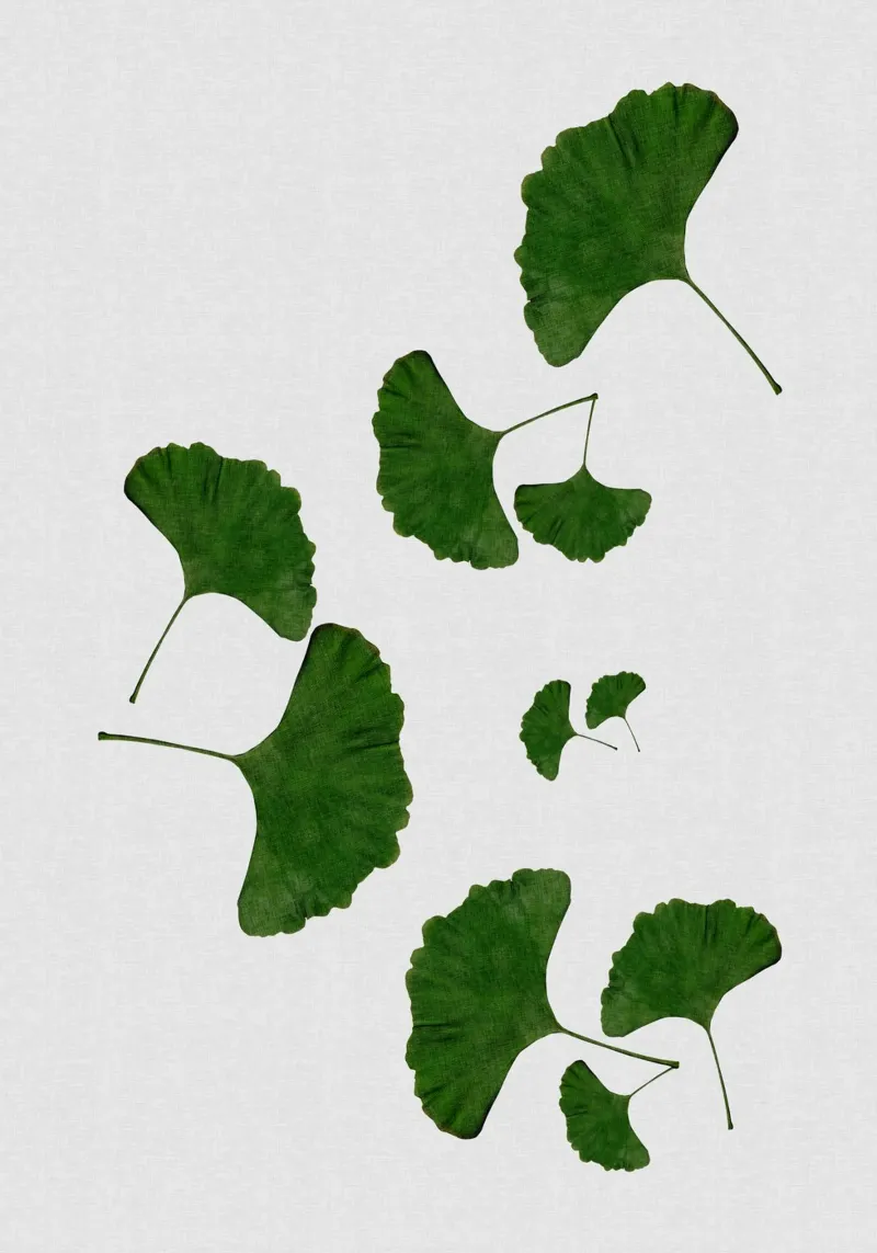 Foglie di ginkgo I pellicola backlit da Orara Studio