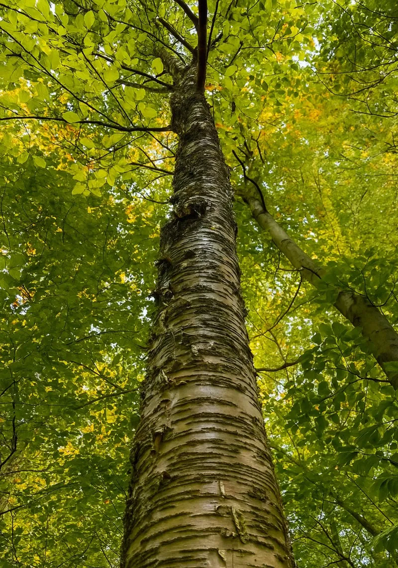 vue du tronc d'un grand arbre plexiglas de PASMING