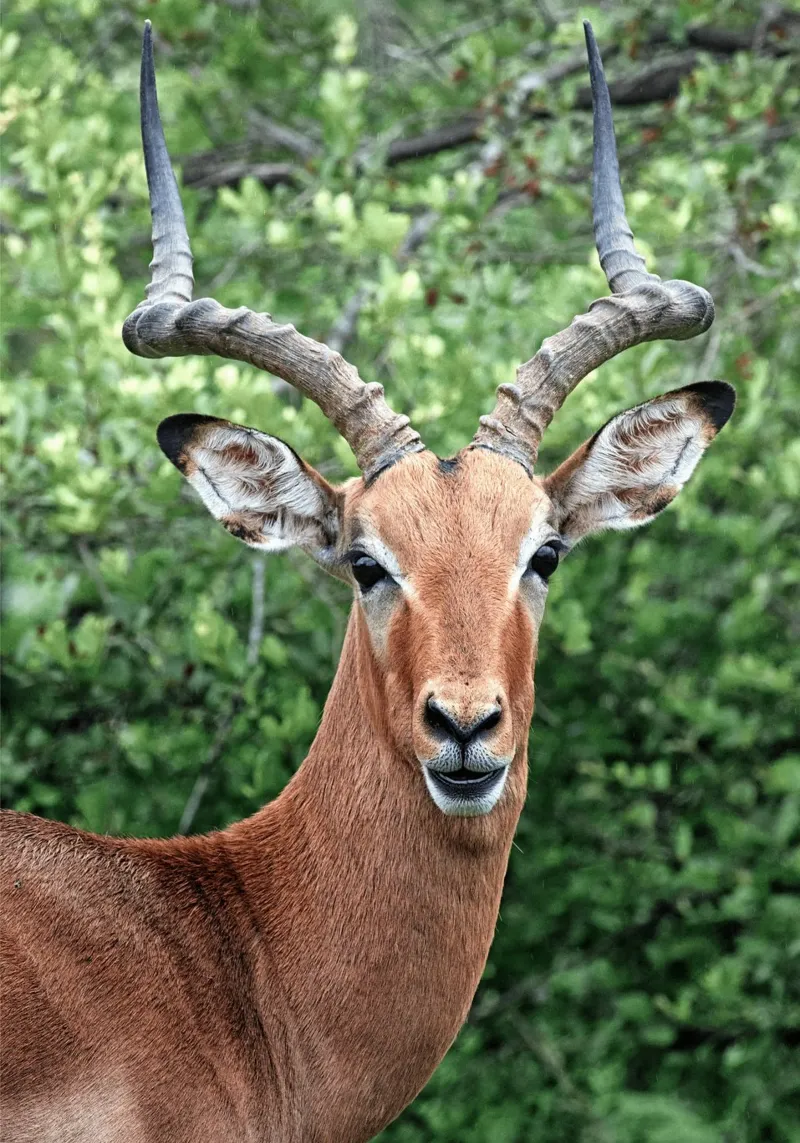Un'impressionante antilope con corna impressionanti pellicola backlit da The Herringstore