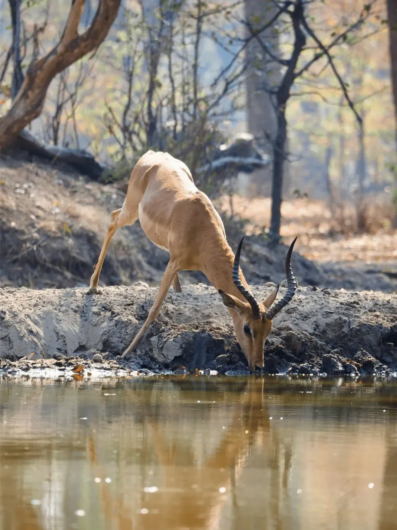 L'antilope beve graziosamente l'acqua carta hahnemühle da The Herringstore