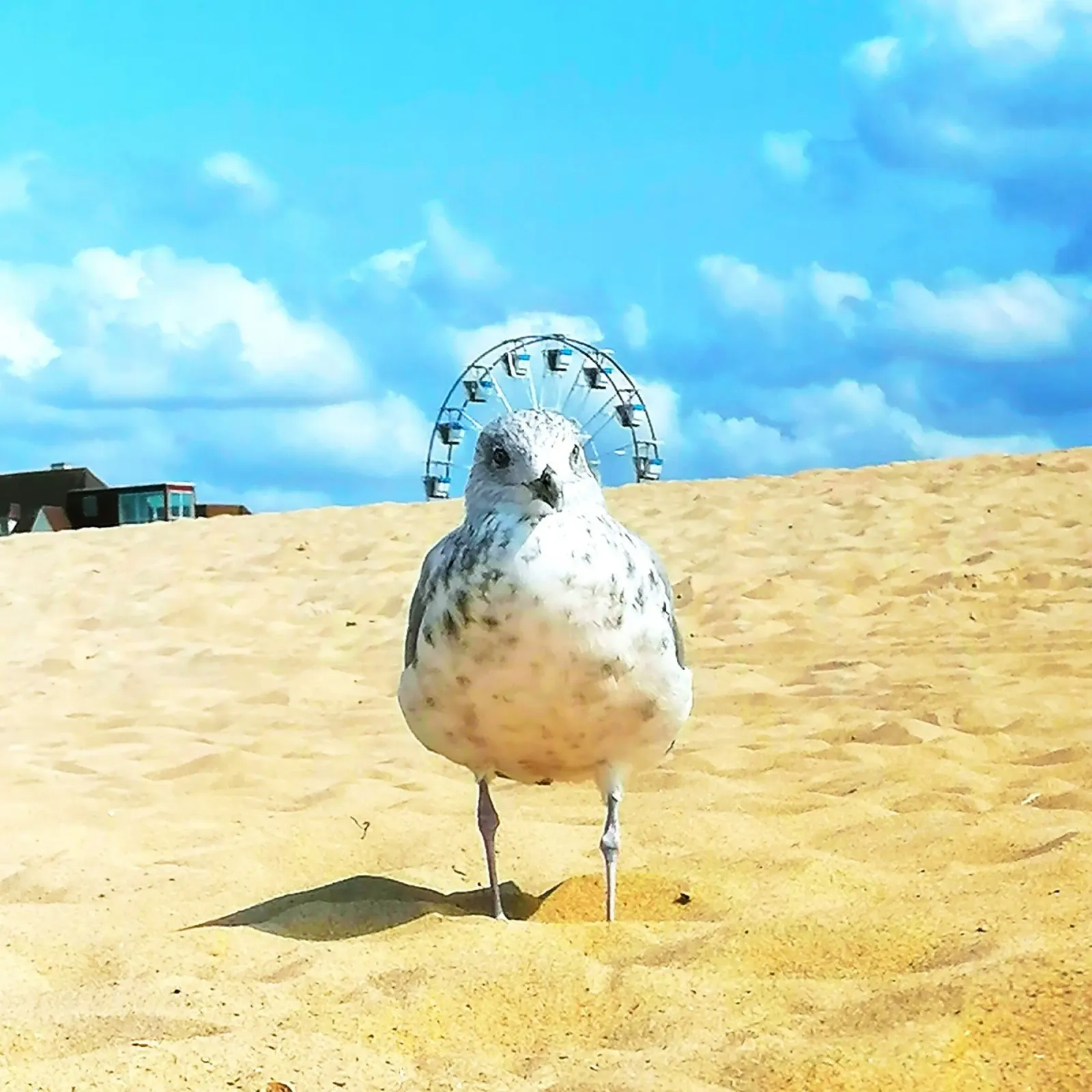 royalbirdonthebeach poster with wooden frame by DragonFly