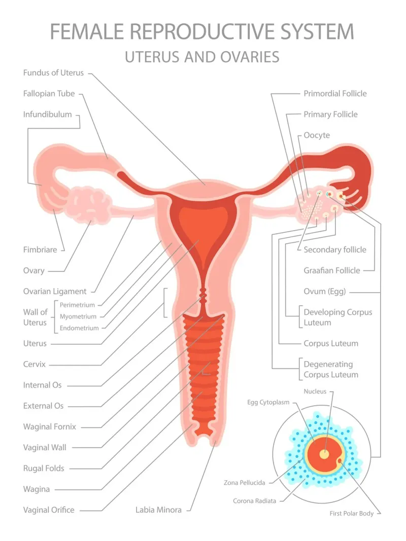 Sistema riproduttivo femminile - Utero e ovaie alluminio dibond da Lidia Blomgren
