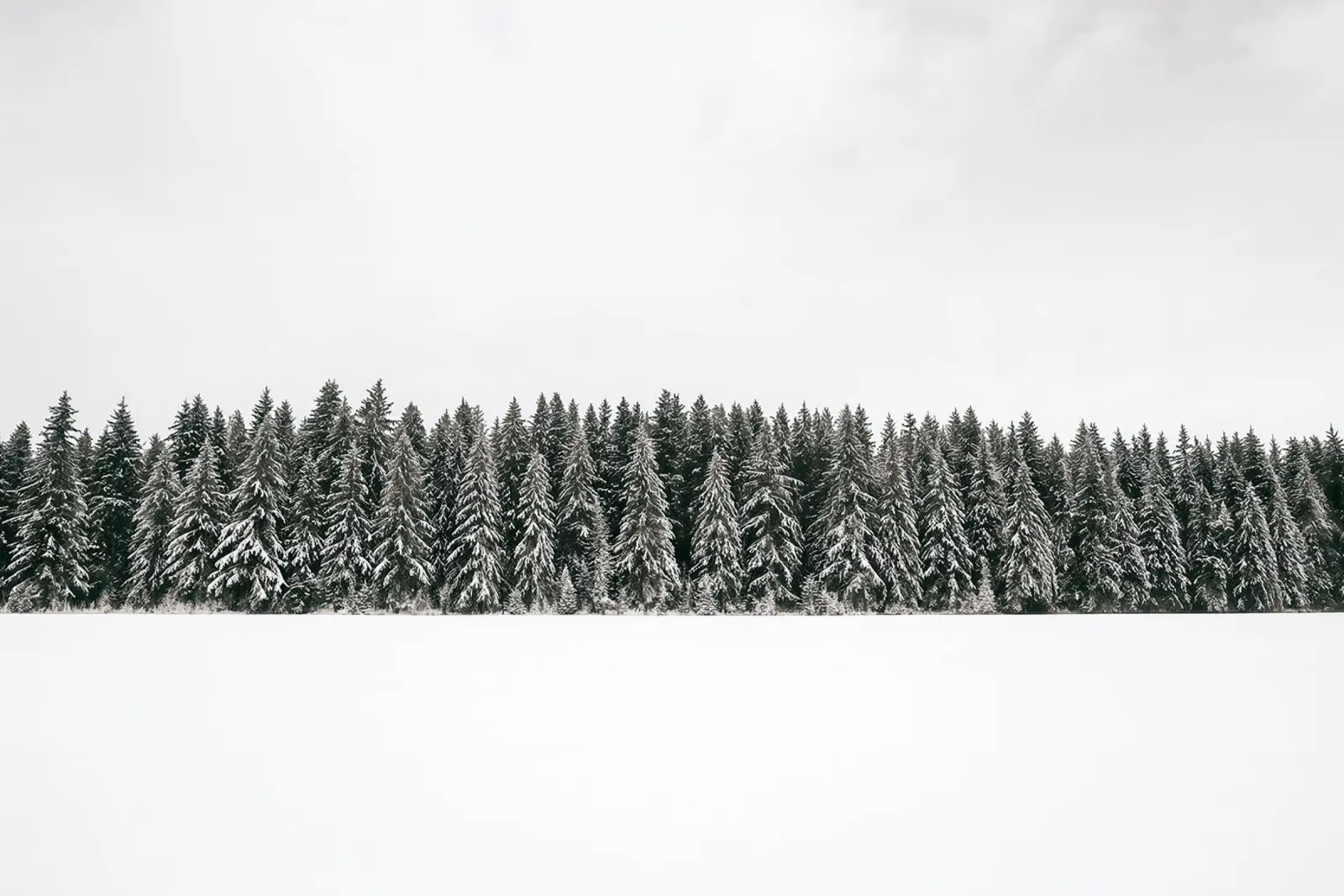Foresta invernale minimale - neve e abeti Photo Art carta hahnemühle da ChristmasMooodz