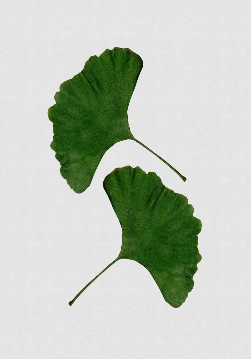 Foglia di ginkgo II pellicola backlit da Orara Studio