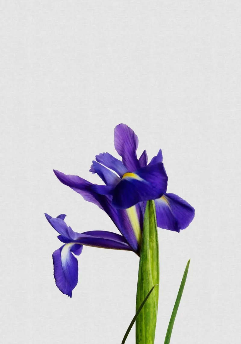 Natura morta di iris pellicola backlit da Orara Studio