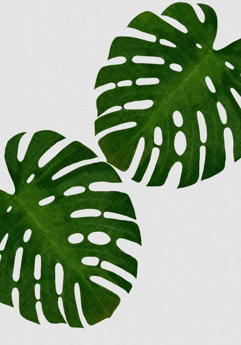Foglia di Monstera II pellicola backlit da Orara Studio