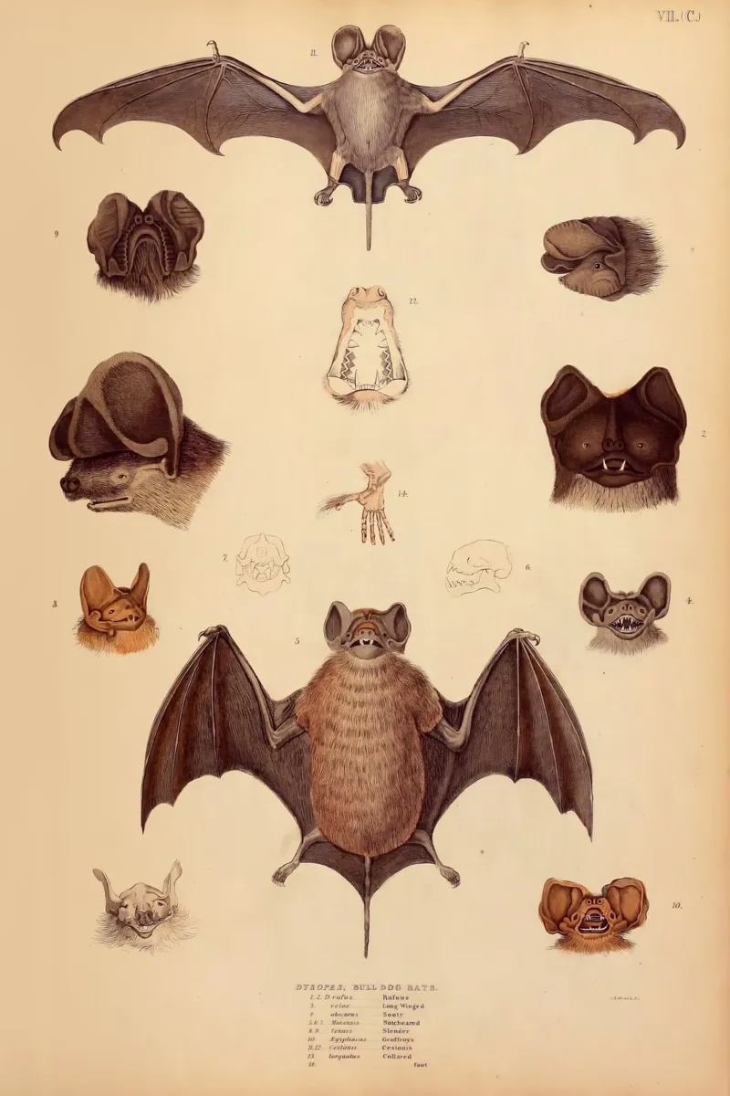 Bats! Bats! Bats! pellicola backlit da vintagebotanics
