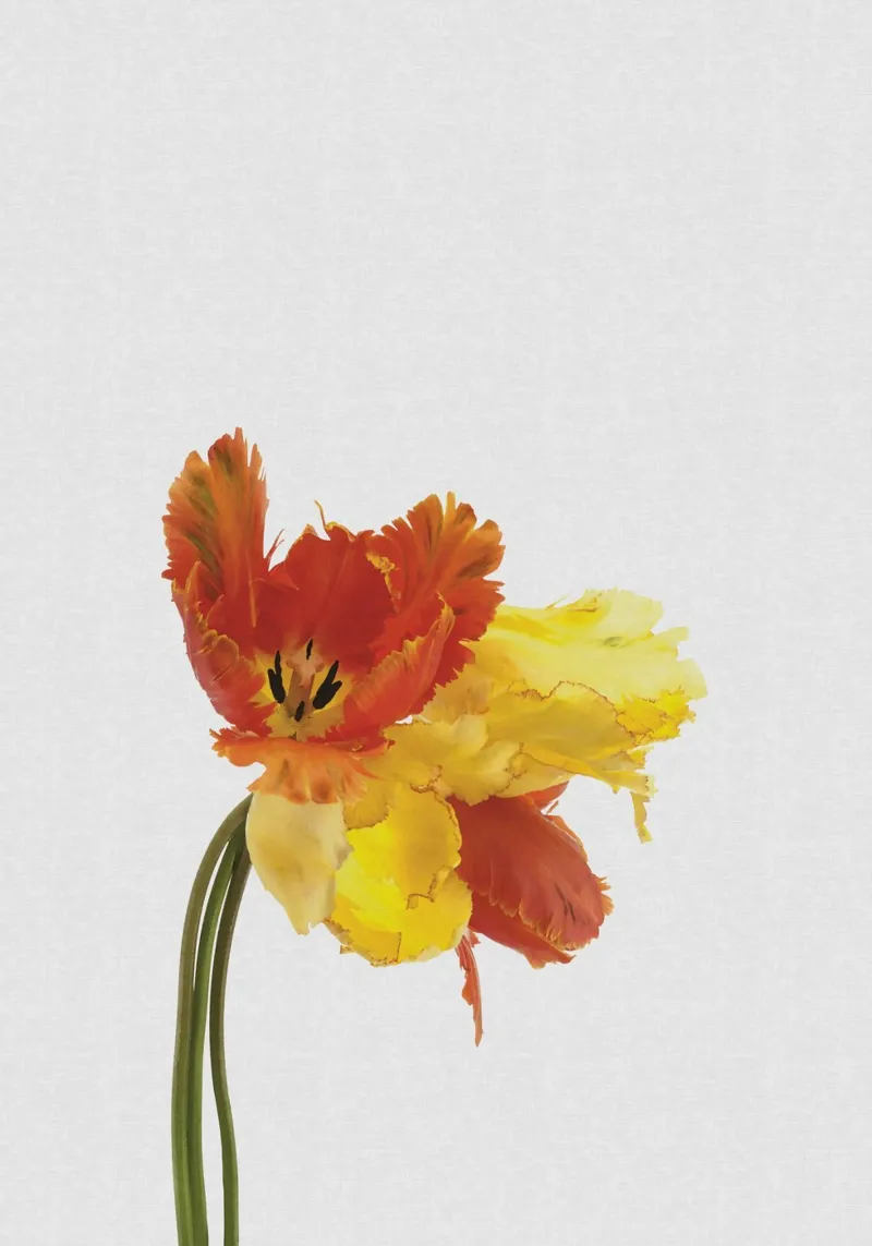 Tulip Still Life poster by Orara Studio
