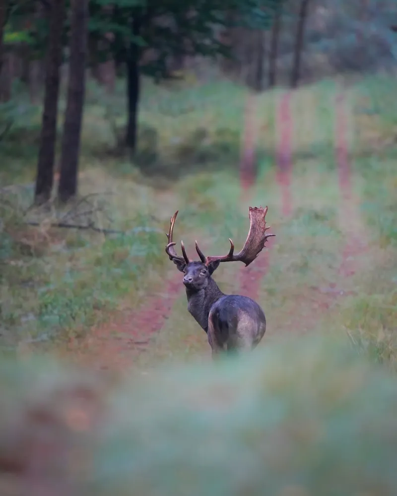 Maschio di daino alluminio dibond da Tom's Wildlife